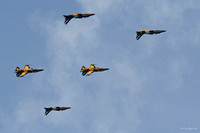 Black Eagles (Republic of Korea Air Force) _MG_5767 - Version 2