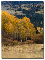 Stand of Aspen Yellow