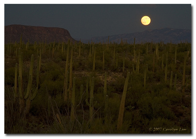 Saguaro Moonrise
