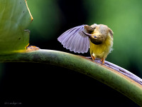 Olive-backed Sunbird (Female)