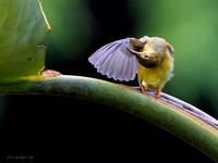 Birds of Singapore