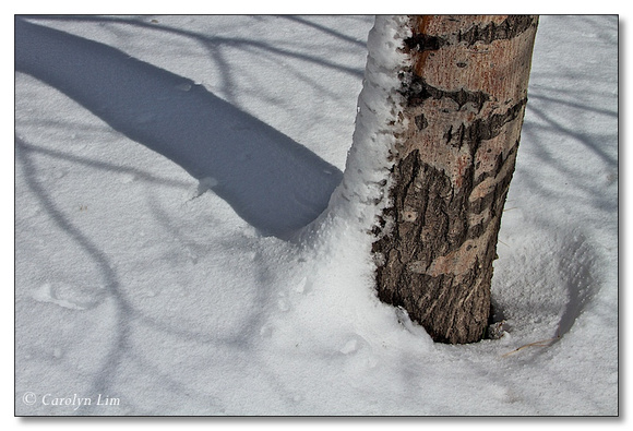 Shadows in the Snow
