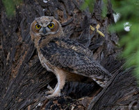 Owl Camouflaged