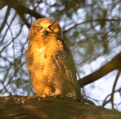 Baby Owl