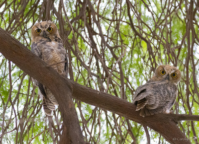 Two Owls On A Branch