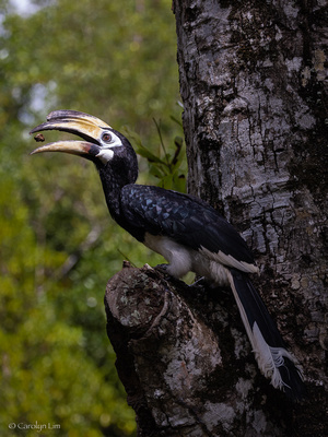 Oriental Pied Hornbill