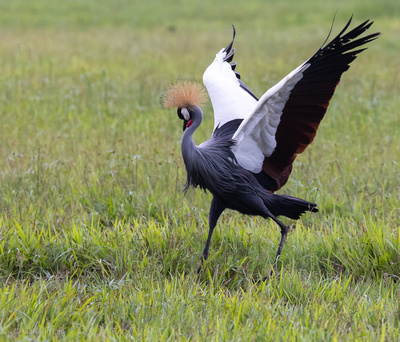 Grey Crowned Crane