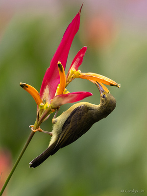Olive-backed Sunbird (Female)