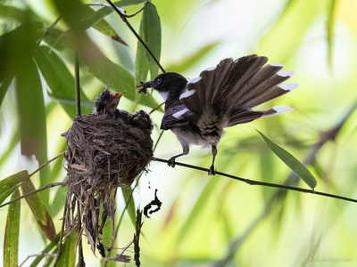 Malaysian Pied Fantail
